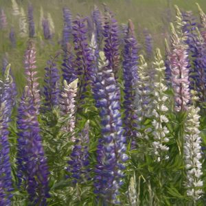 Lupine - small-opt-cropped